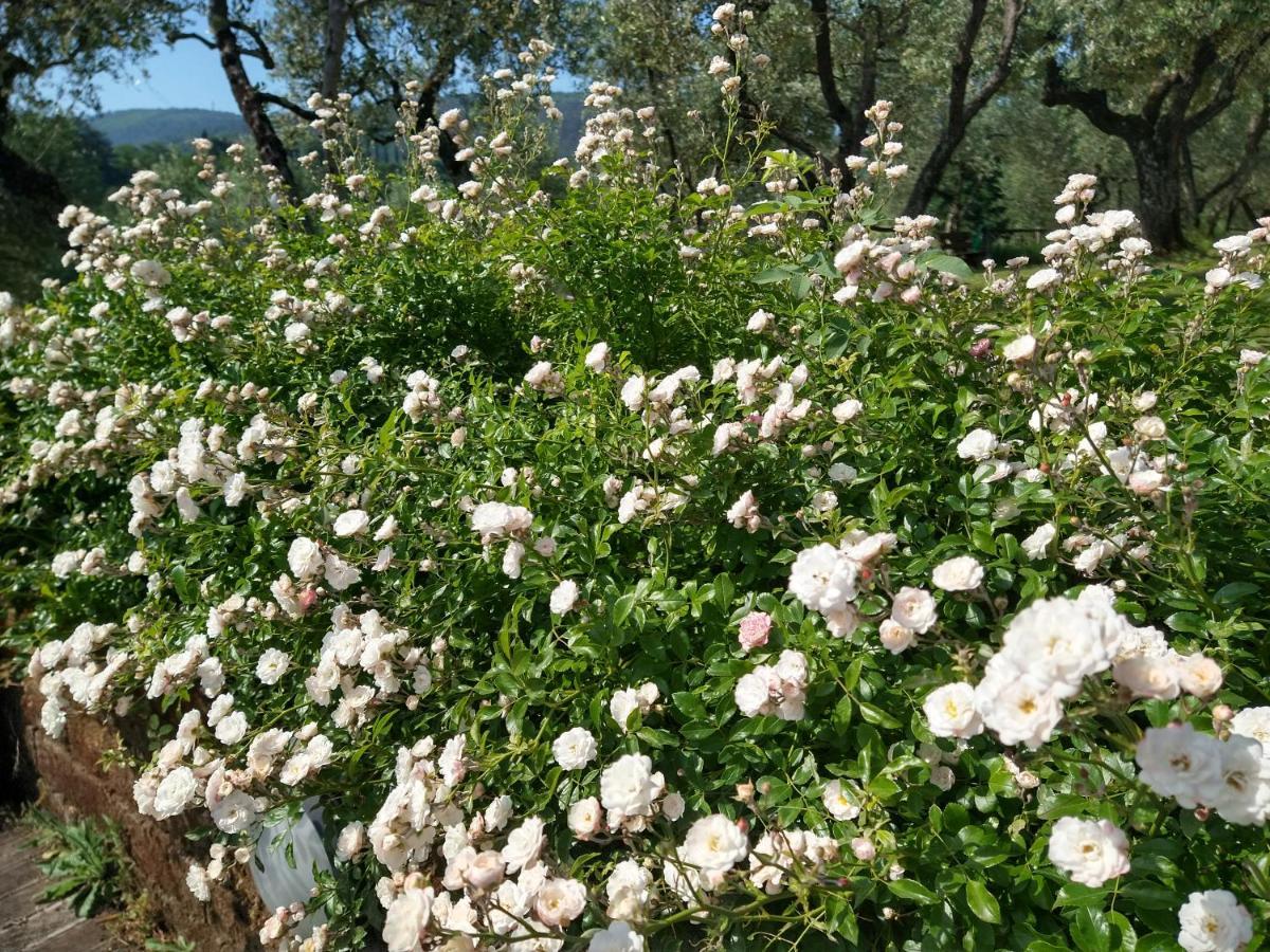 Cantagrillo Olivia B&B And Apartment מראה חיצוני תמונה